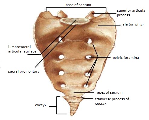 Skeletal System Diagrams sacrum diagram 